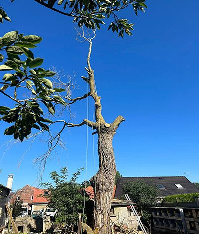 Abattage et élagage vers Saint-Omer