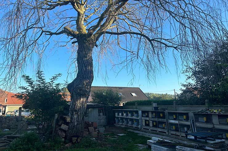 Abattage et élagage d'arbres près de Dunkerque